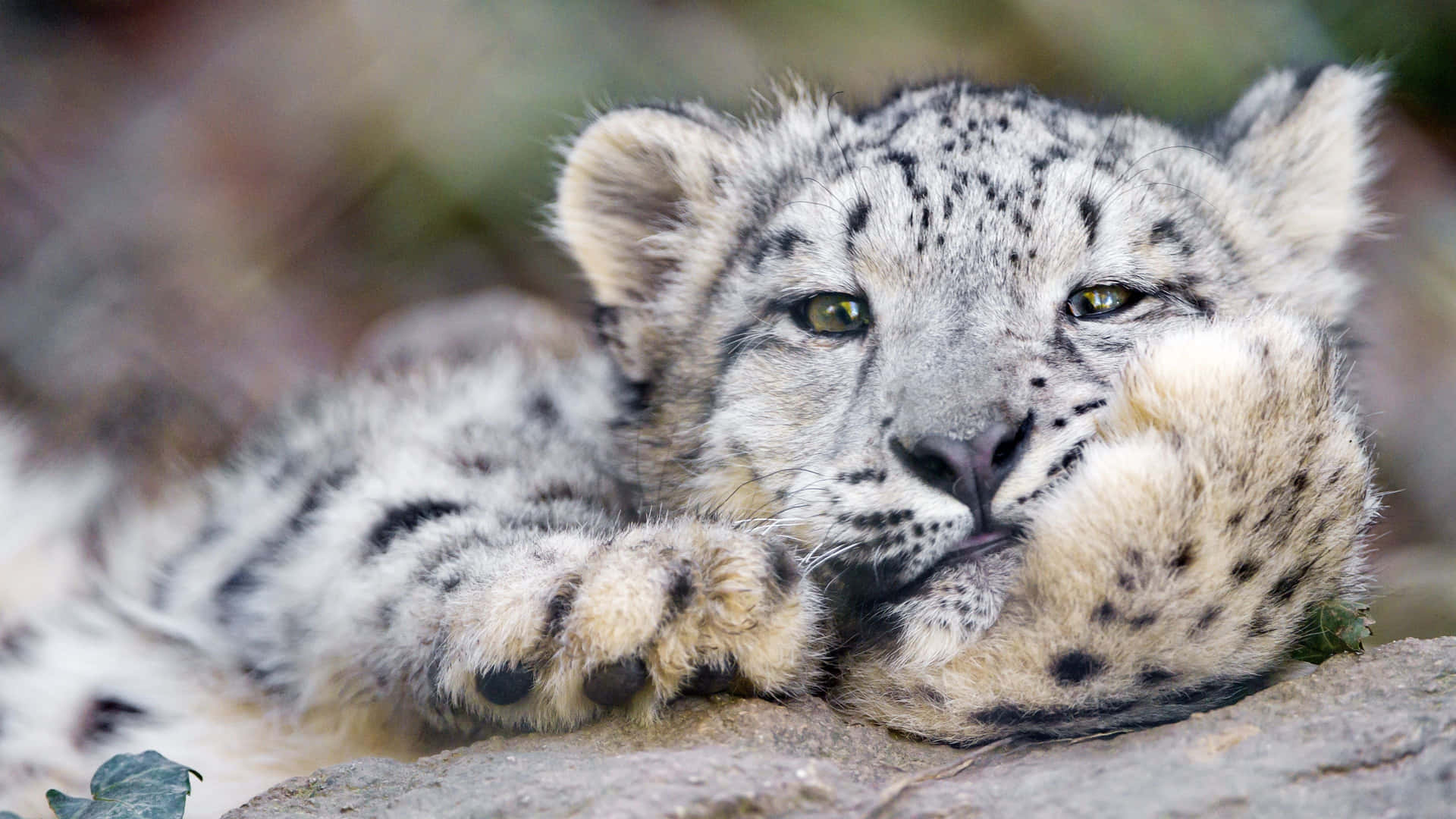 Majestic Snow Leopard Soaring Across Peruvian Mountains Wallpaper