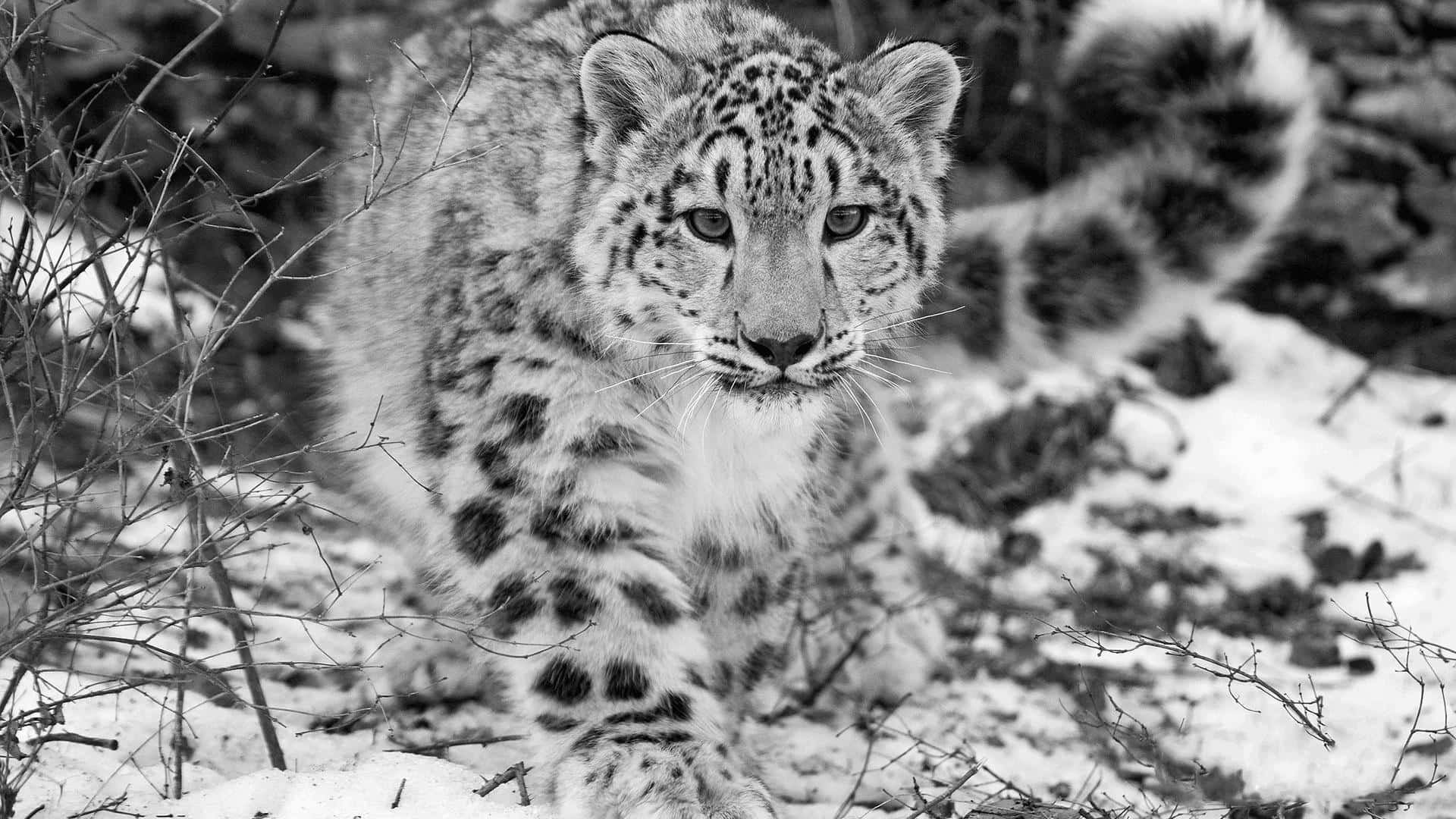 Majestic Snow Leopard Roaming the Mountains Wallpaper