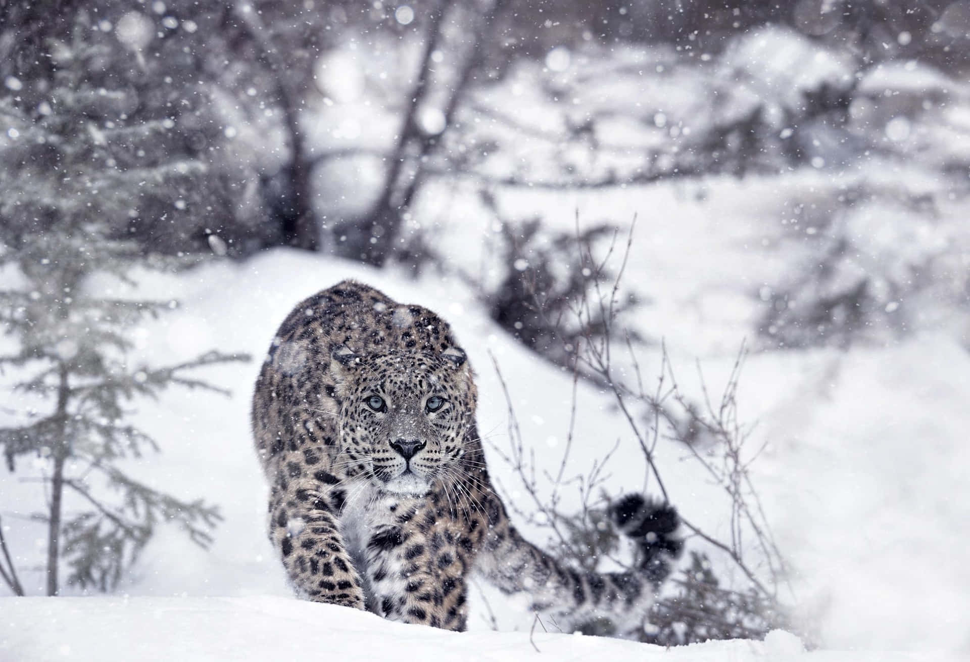 Unleopardo Caminando A Través De La Nieve En La Nieve Fondo de pantalla