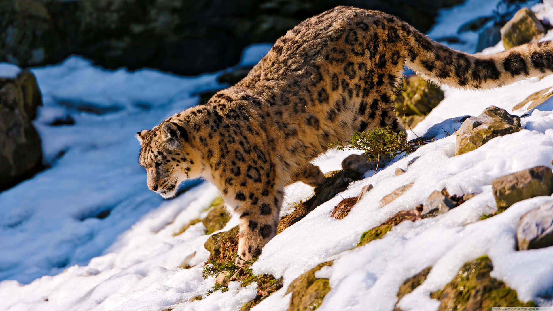 Einschneeleopard, Der Auf Einem Schneebedeckten Hügel Wandert Wallpaper