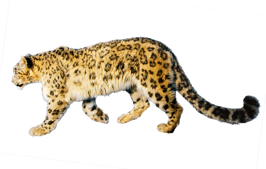 Snow Leopardin Stride PNG
