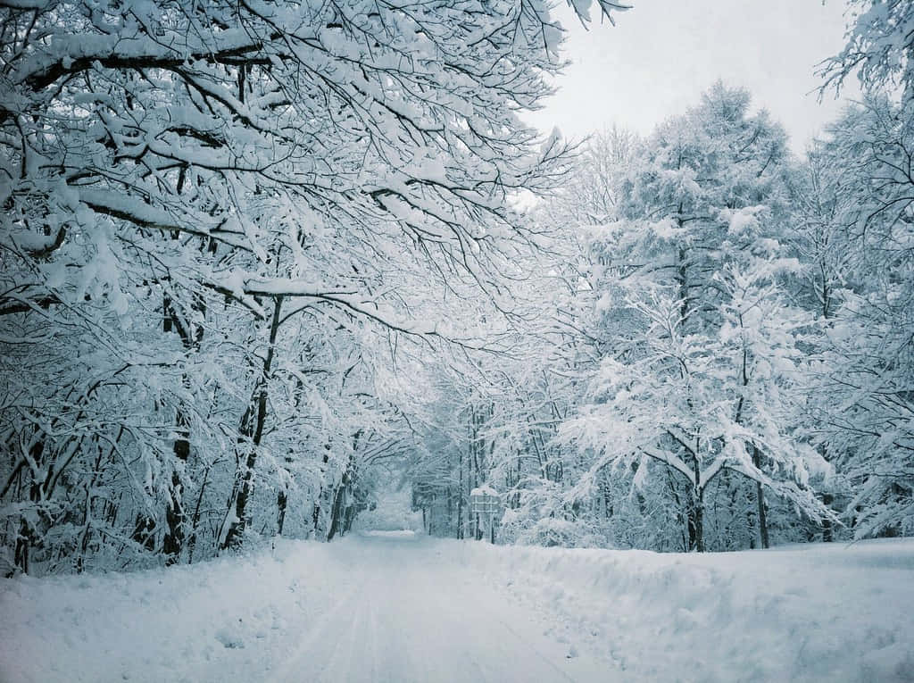 Omfavn skønheden og roen af ​​en magisk vinter wonderland.