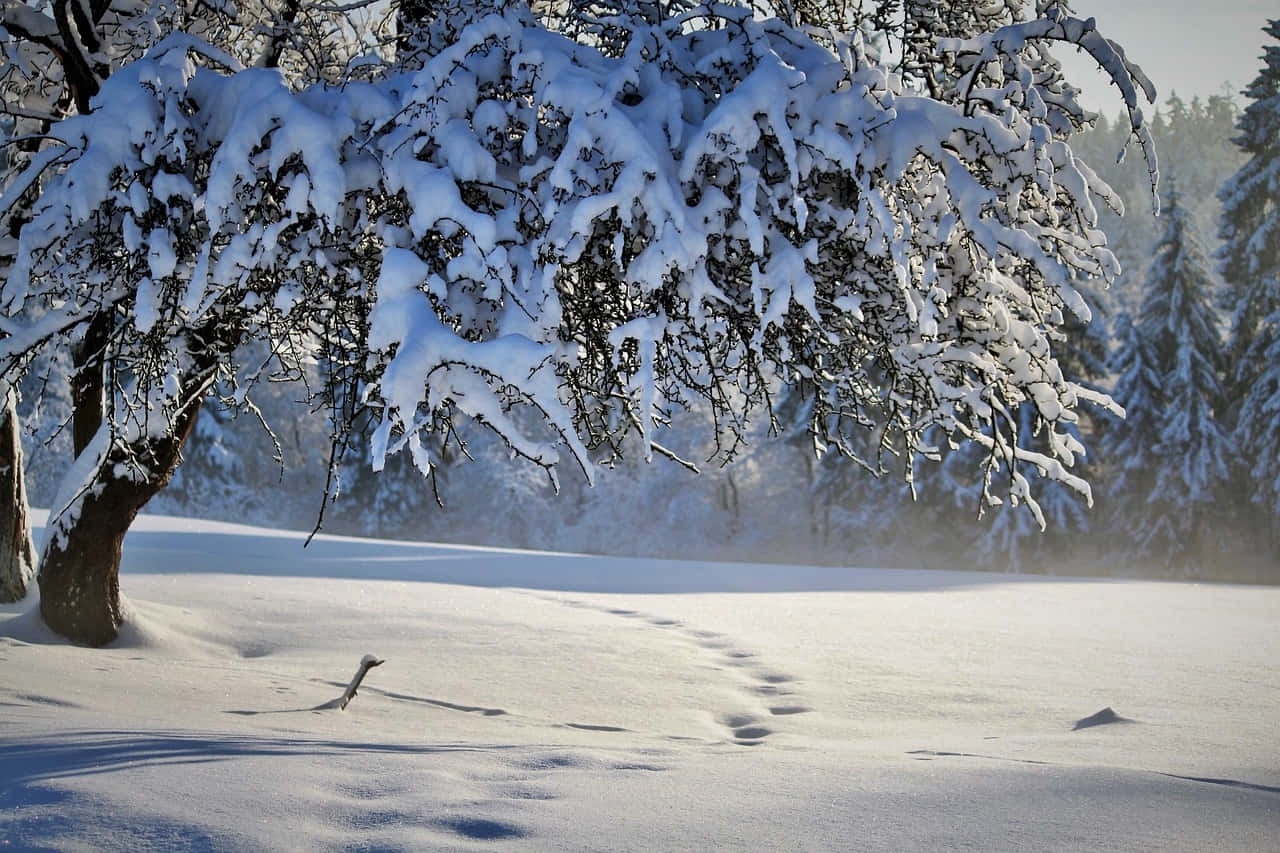 "Gorgeous Winter Snowscape"