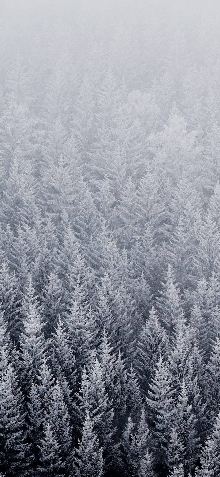 Snow Pine Trees Original iPhone 4 Wallpaper