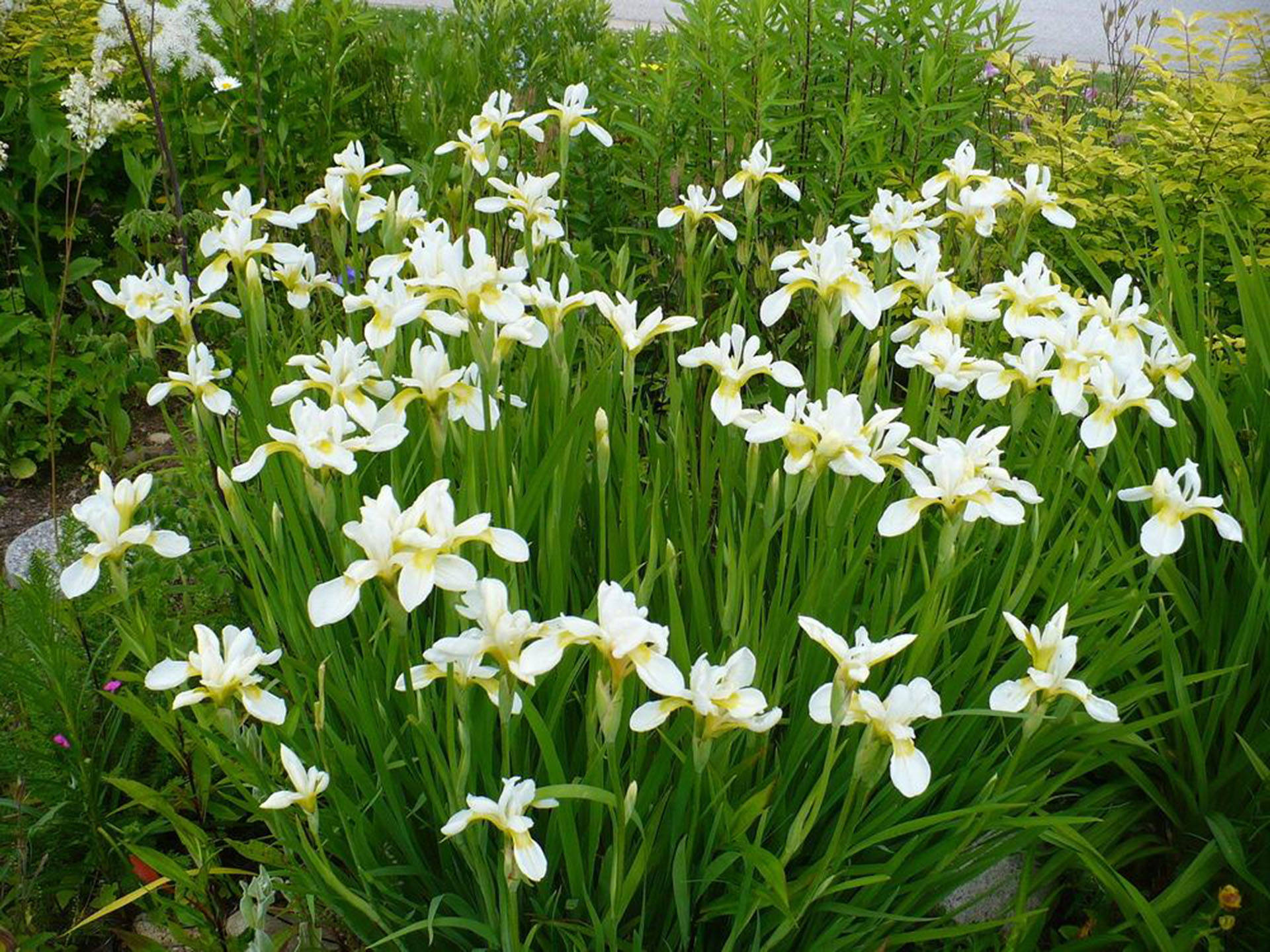 Snow Queen Iris Flowers
