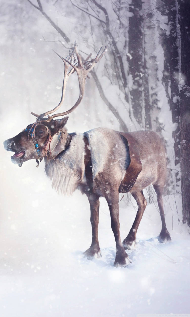 Snow Reindeer With Harness Wallpaper