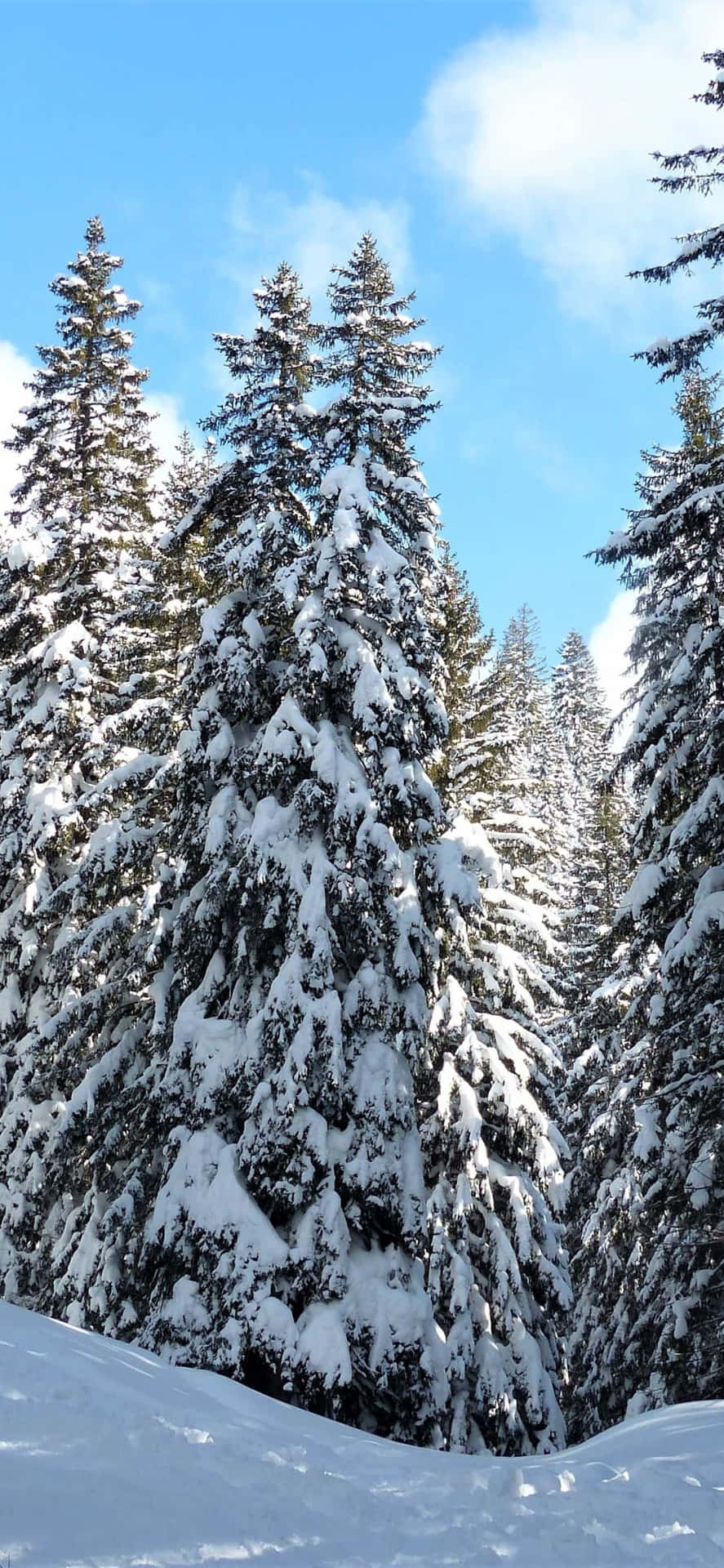 Snow-Covered Trees Amidst Winter Wonderland Wallpaper