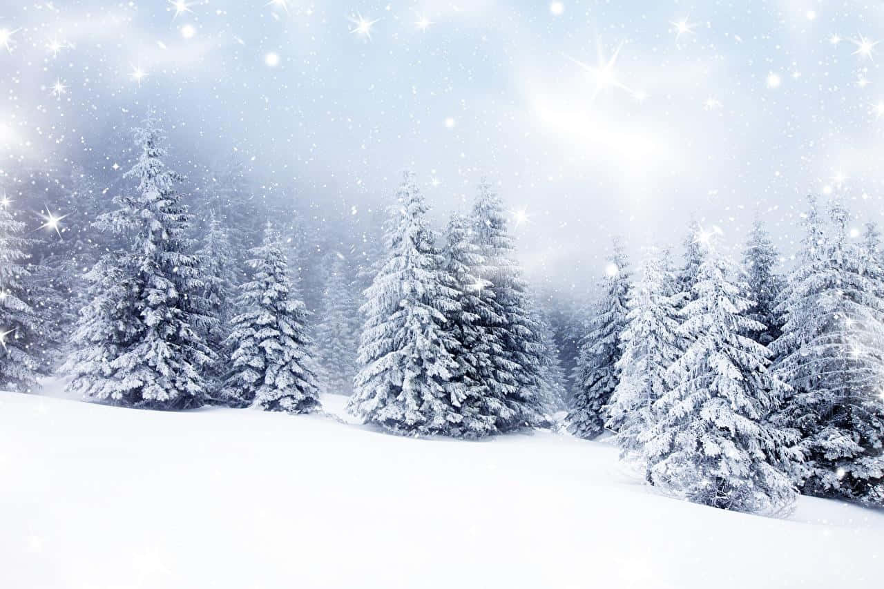Enchanting Snow-Covered Trees in a Winter Forest Wallpaper