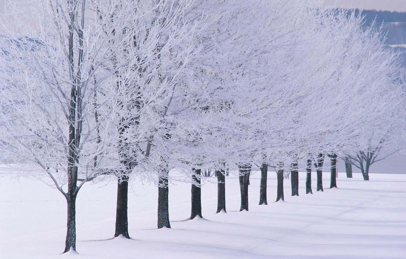 Enchanting snow-covered trees in a serene winter forest. Wallpaper