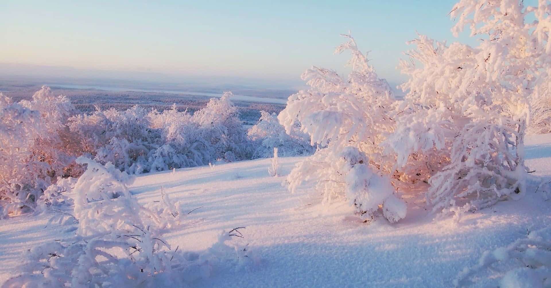 Majestic Snow Trees Gracing the Winter Wonderland Wallpaper