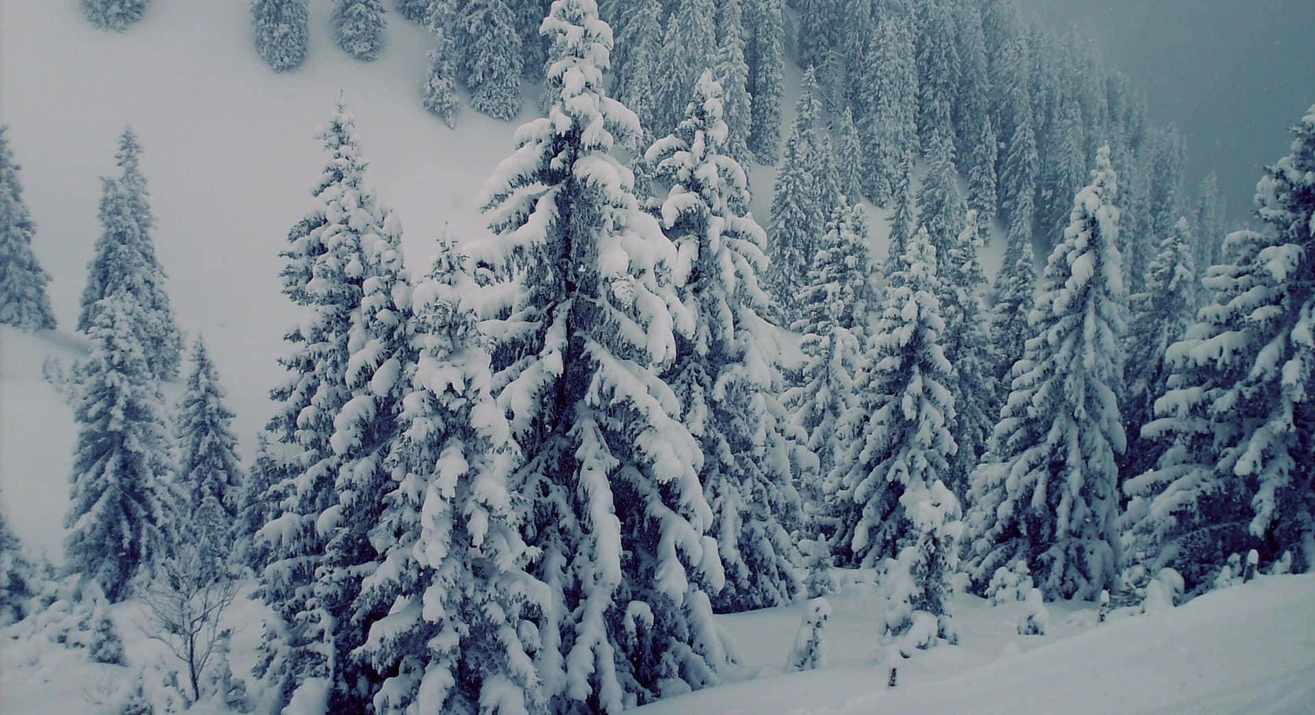 Majestic Snow-Covered Trees in the Forest Wallpaper