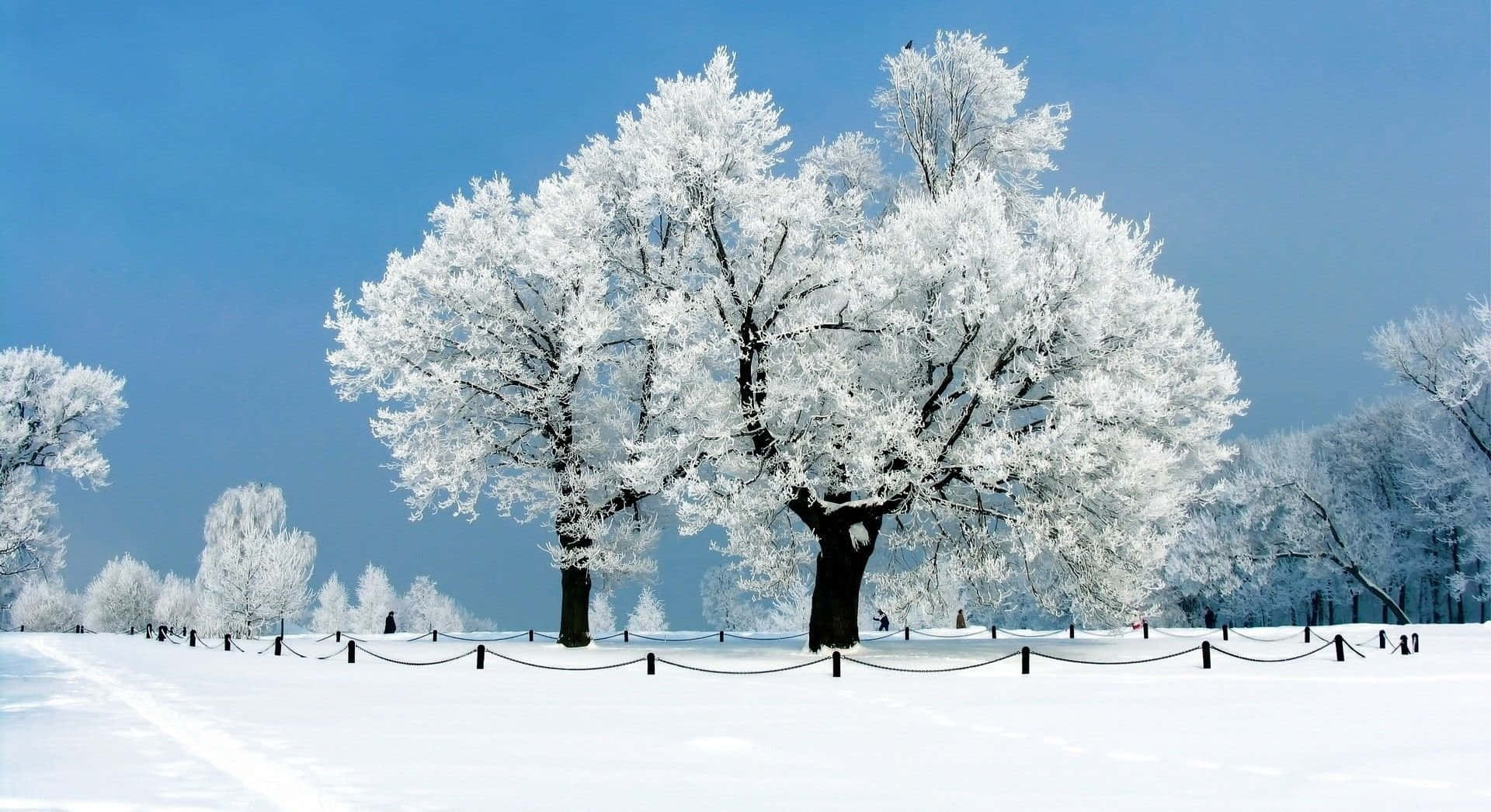 Snow-capped Trees in a Serene Winter Landscape Wallpaper