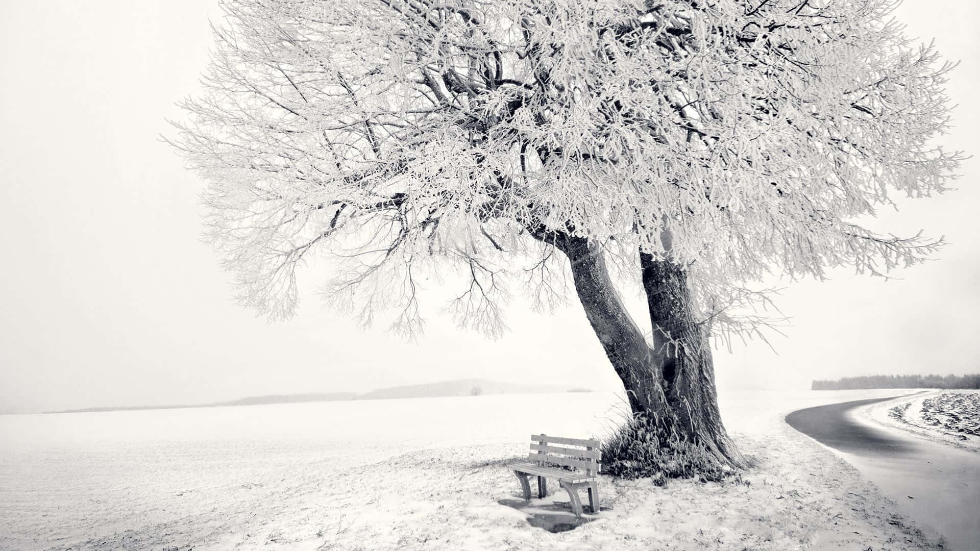 Majestic Snow-Covered Trees in Winter Wonderland Wallpaper