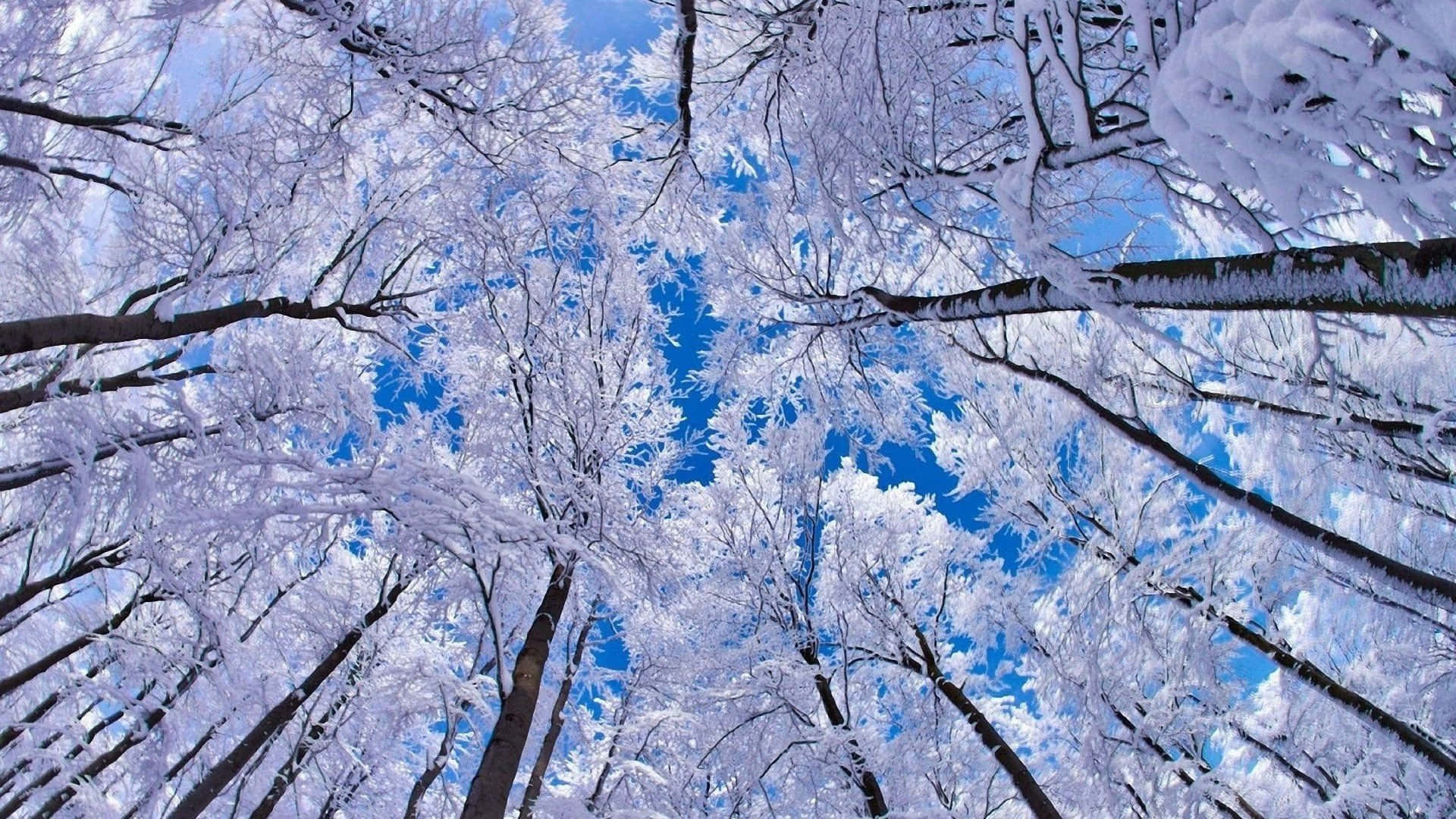 Majestic Snow Trees | Snowy Forest Wonderland Wallpaper