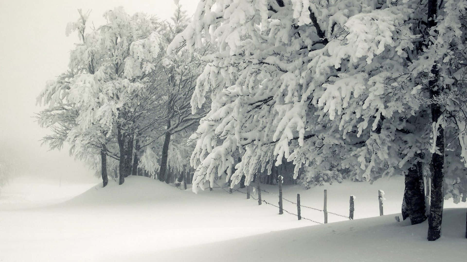 A Majestic Winter Wonderland of Snow-Covered Trees Wallpaper