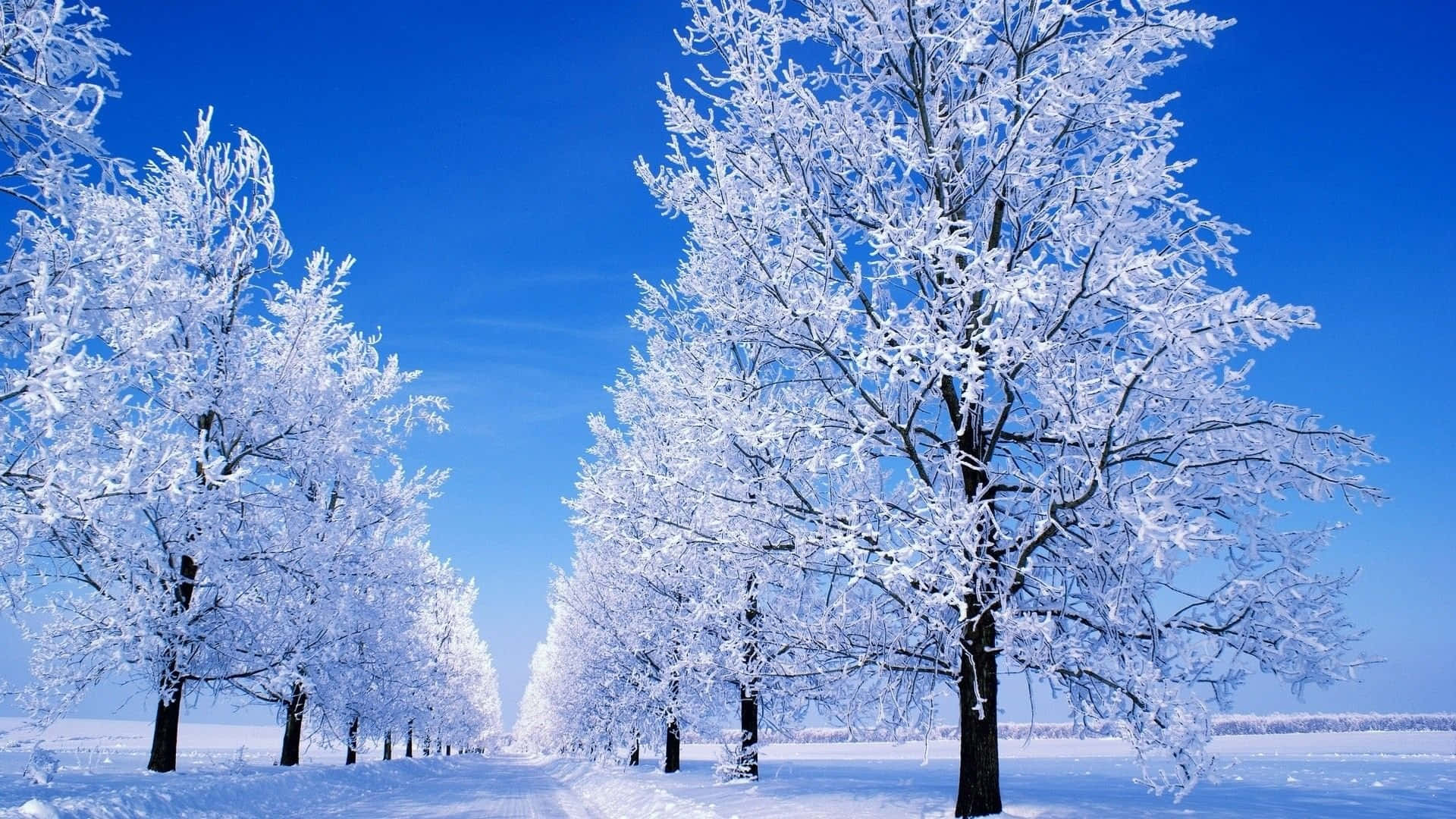 Snow-capped Trees in Winter Wonderland Wallpaper