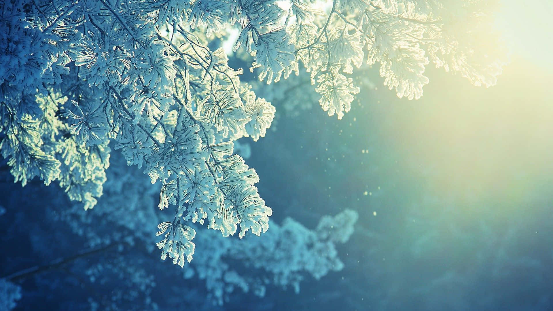 Snow Trees - A Serene Winter Landscape Wallpaper