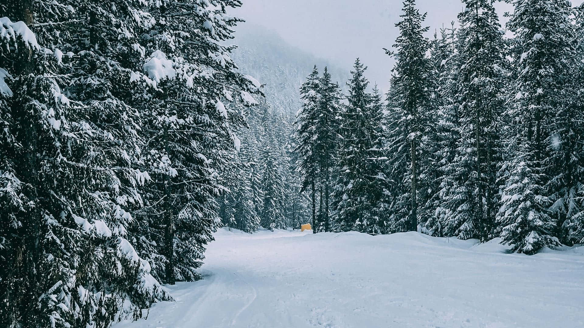 Premium Photo  A magical winter wonderland with snowcovered trees and a  sky full of stars