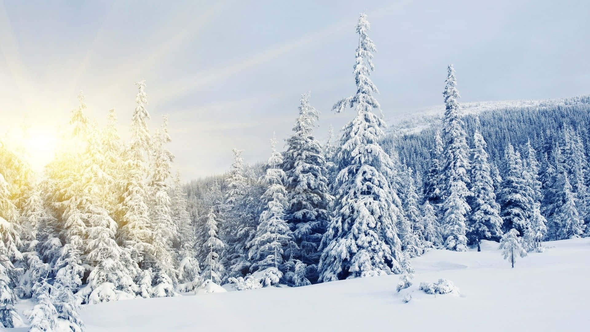Snow-covered Trees in a Winter Wonderland Wallpaper