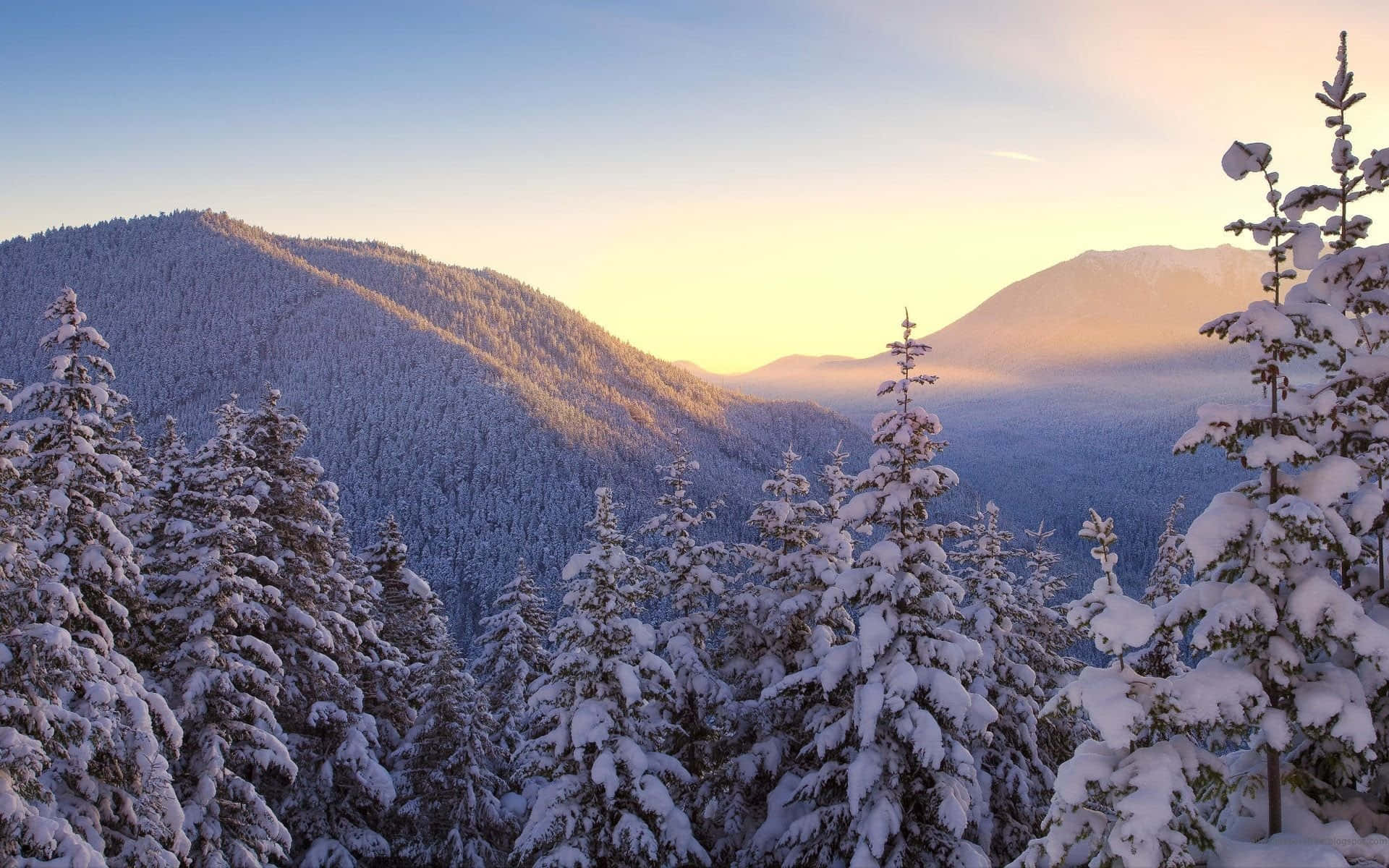 Snow-Covered Trees in a Serene Winter Landscape Wallpaper