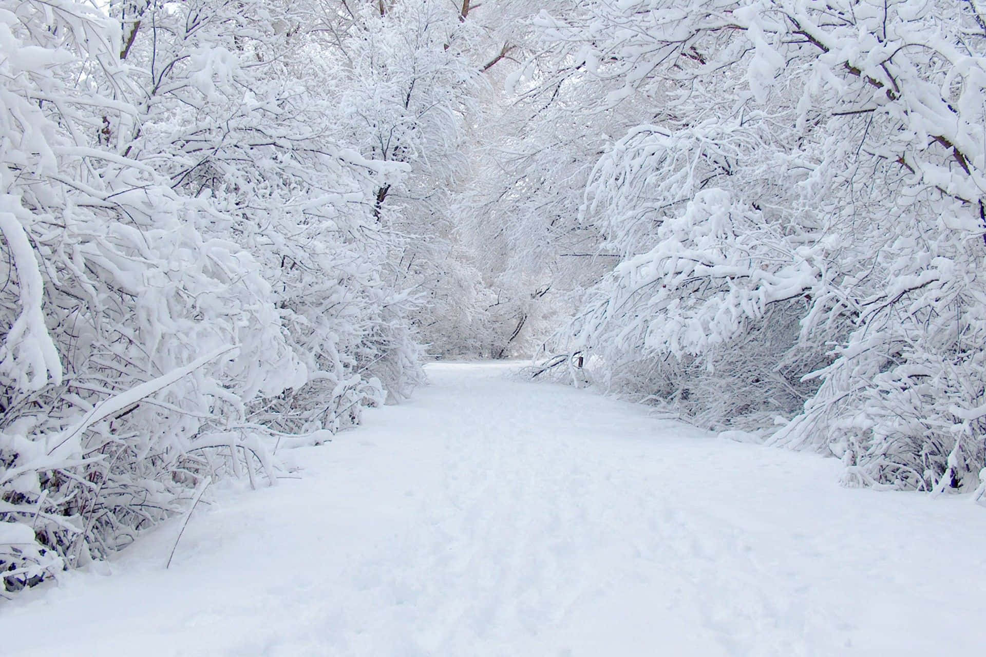 Dreamy Snow-Covered Trees in Winter Wonderland Wallpaper