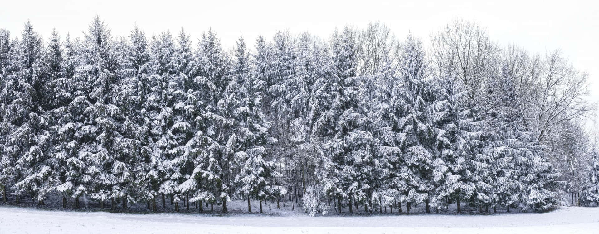 Majestic snow-covered trees in the serene winter landscape Wallpaper