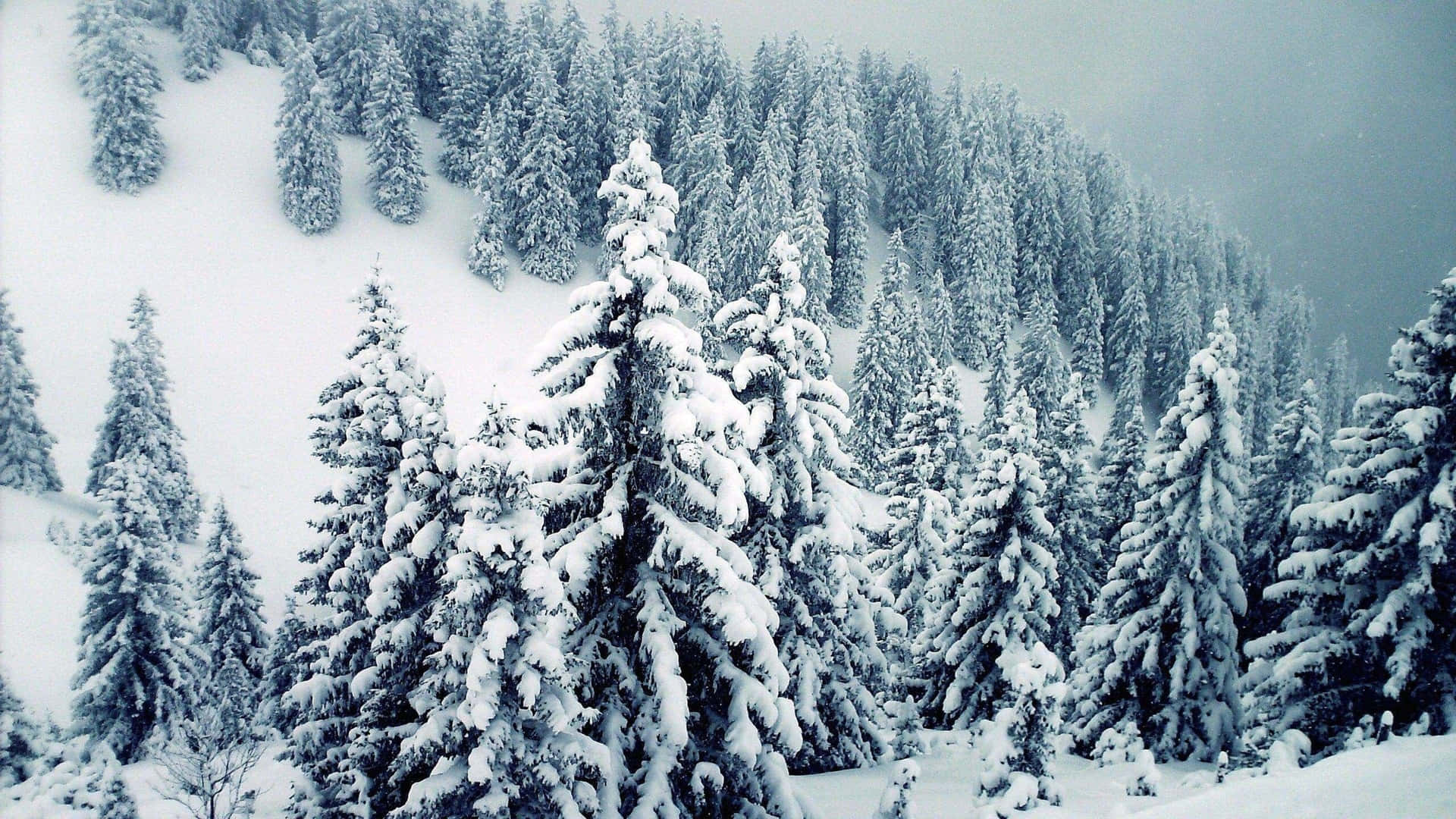 Majestic Snow-Covered Trees in a Winter Wonderland Wallpaper