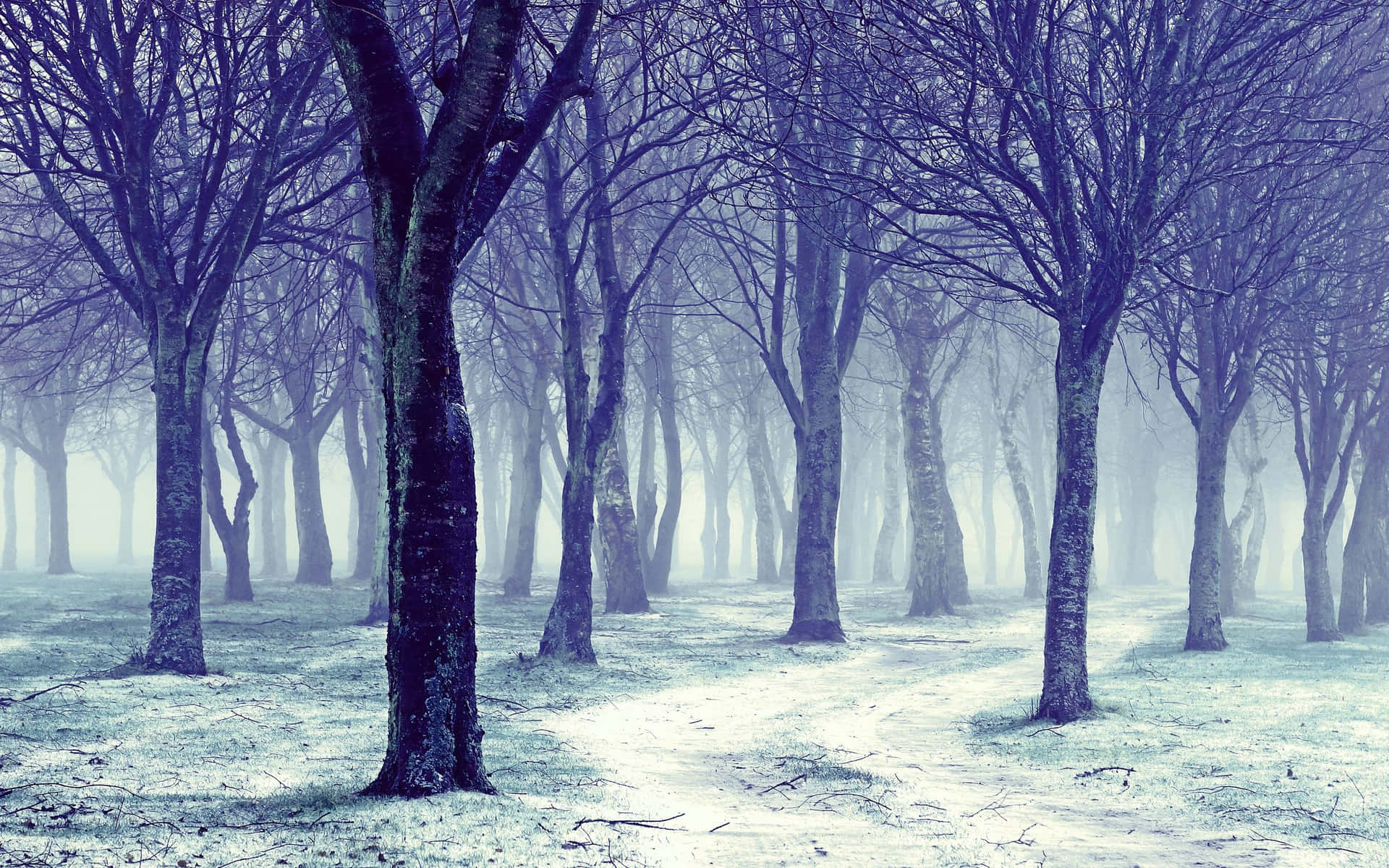 Majestic Snow-Covered Trees in a Winter Wonderland Wallpaper