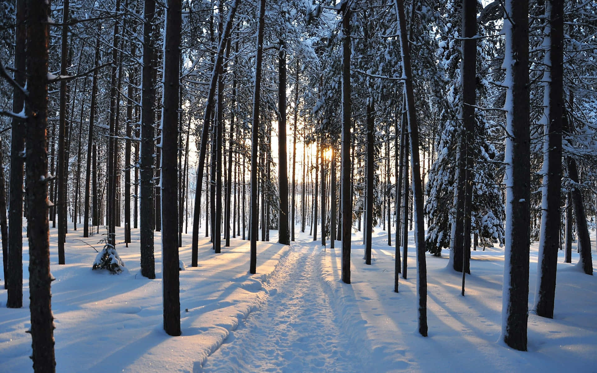 Captivating Snow Trees Landscape Wallpaper