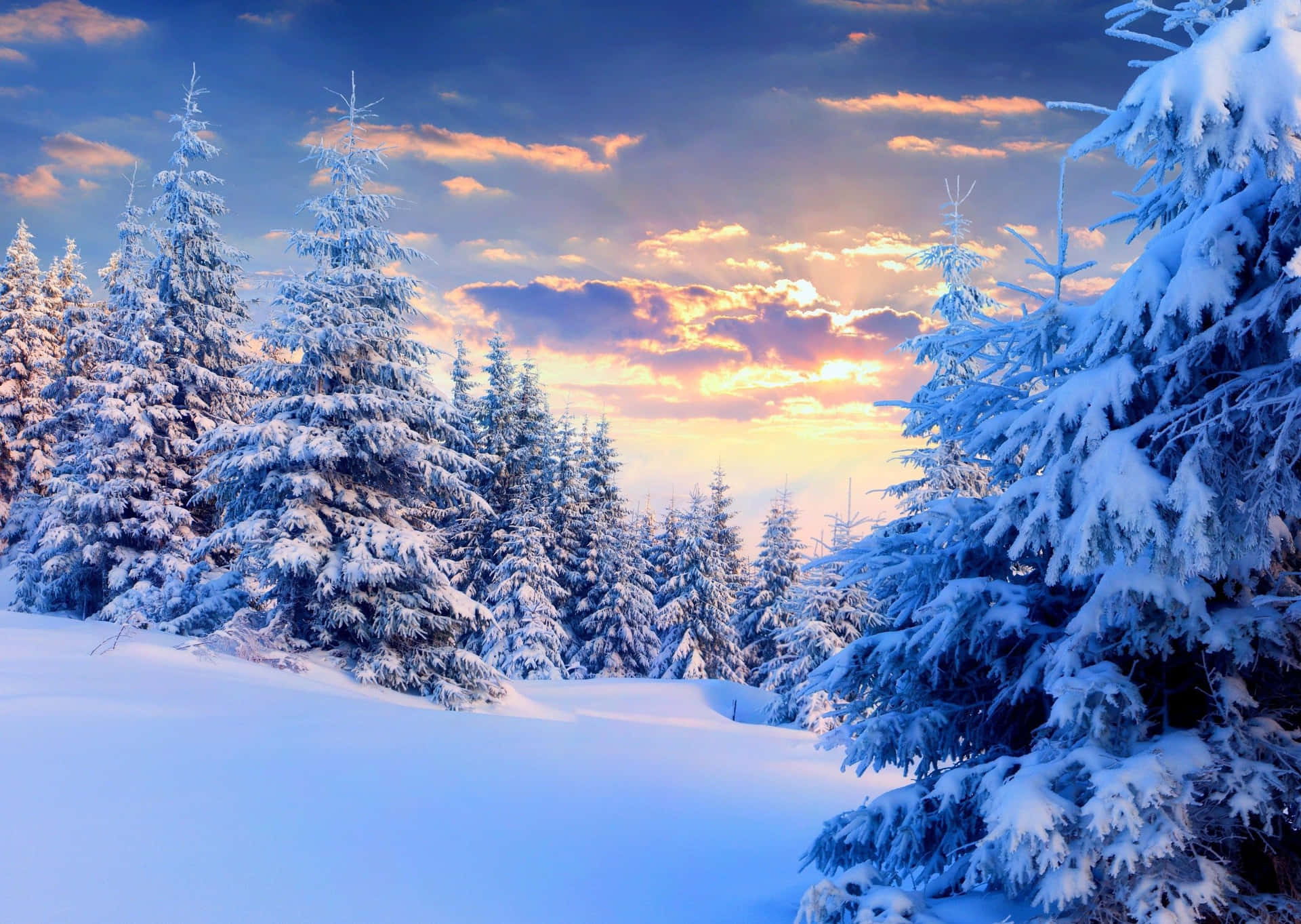 Caption: Snow-covered Trees in Winter Forest Wallpaper
