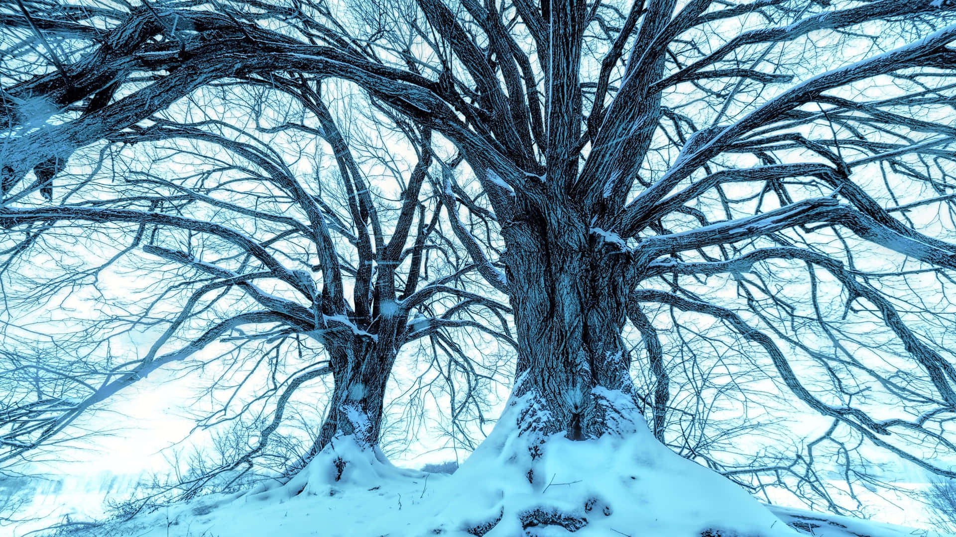 Tranquil Snow-Covered Trees in Winter Landscape Wallpaper