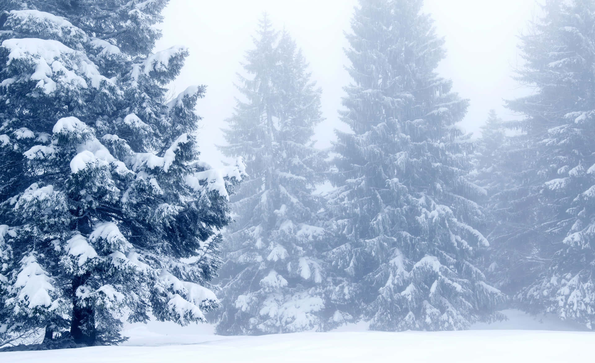 Snow-covered Trees in Winter Wonderland Wallpaper