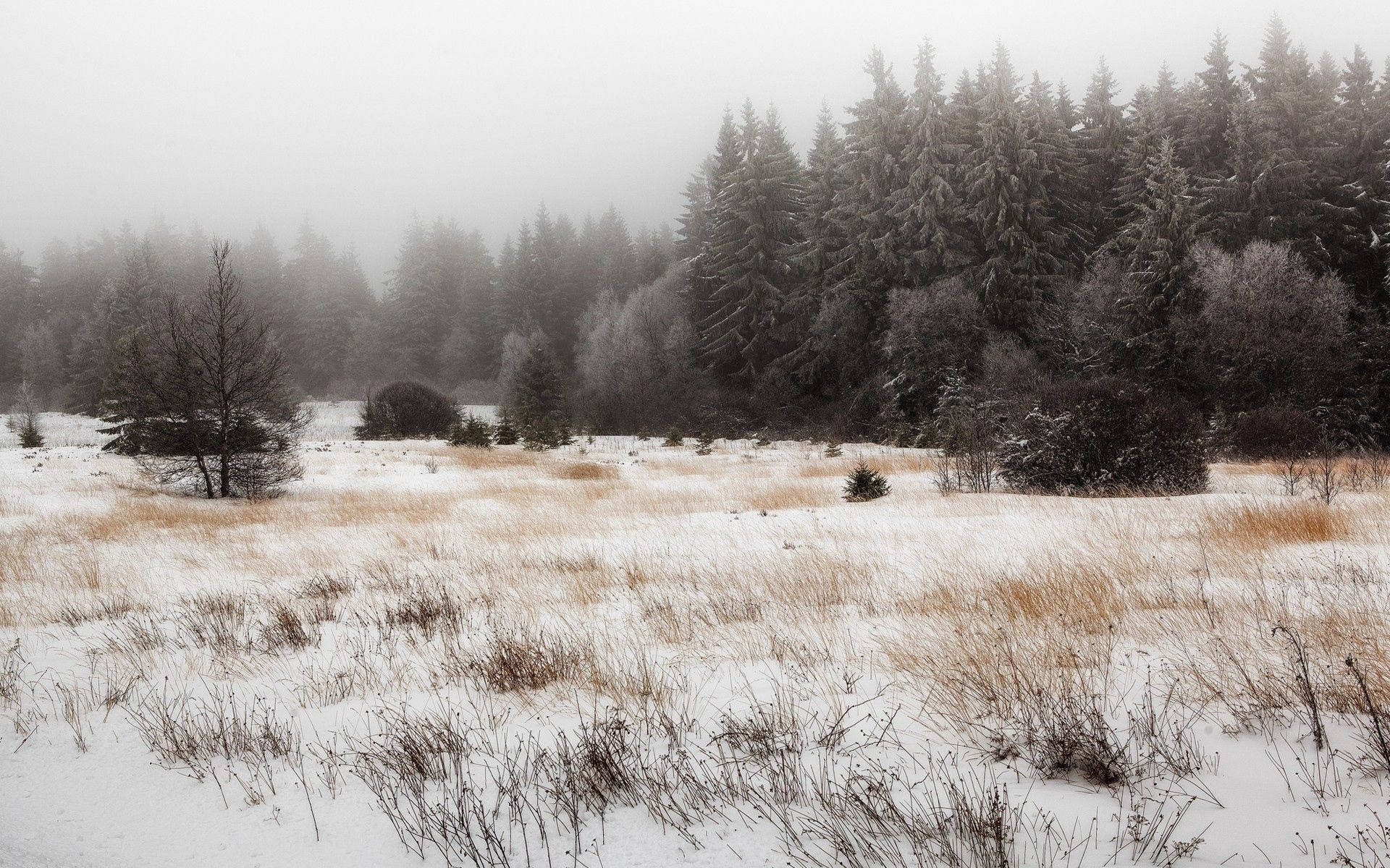 Snow, Trees, Field, Grass Wallpaper
