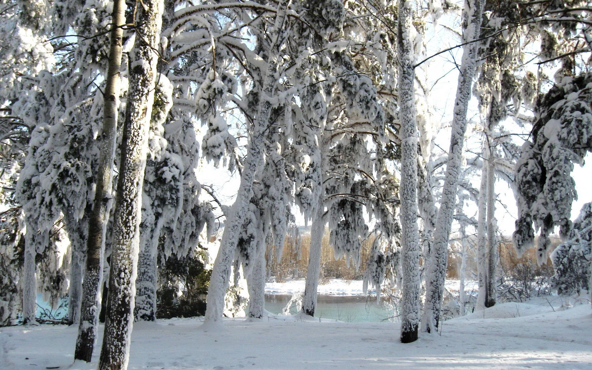 Snow, Trees, Winter