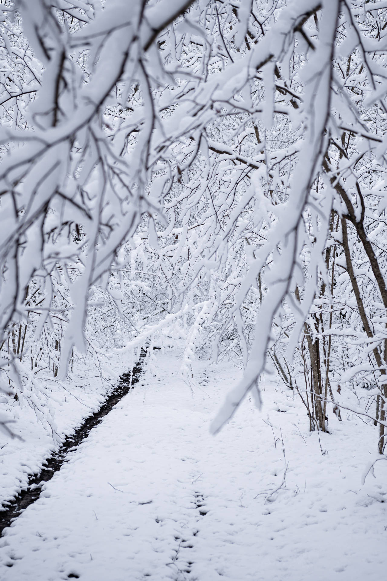 An Idyllic Scene of a Snowy Winter Forest Wallpaper