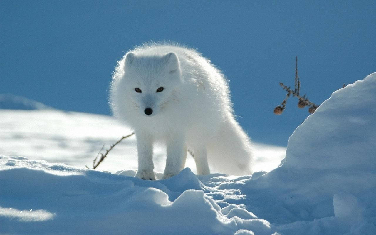 Snow Winter Fox Animal