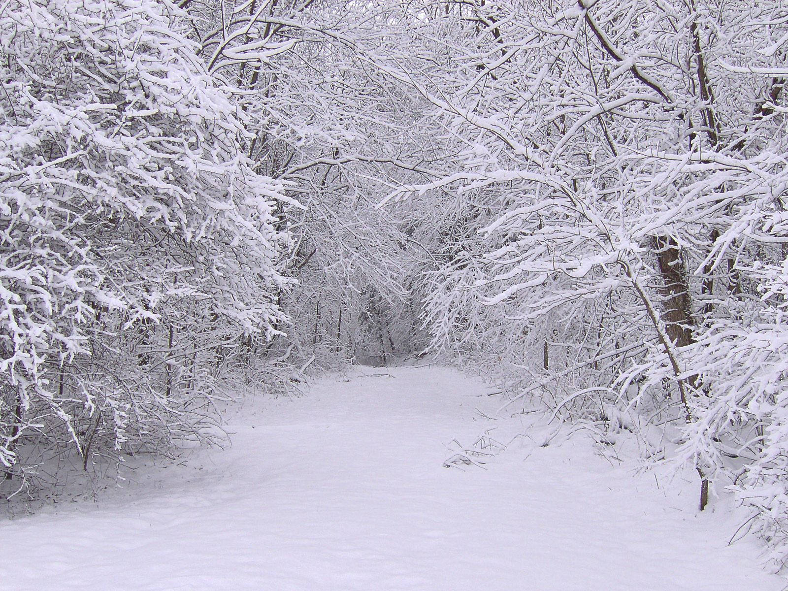 Snow, Winter, Trees, Wood