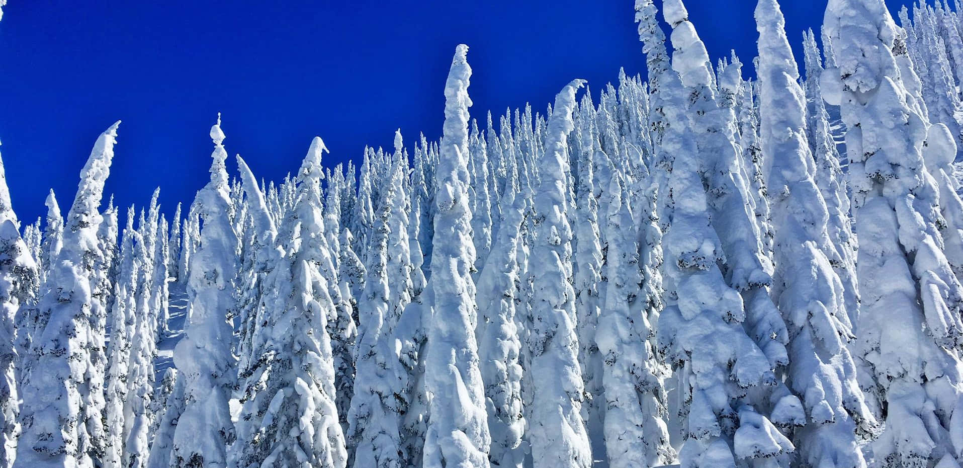 A Group Of Trees Covered In Snow Against A Blue Sky
