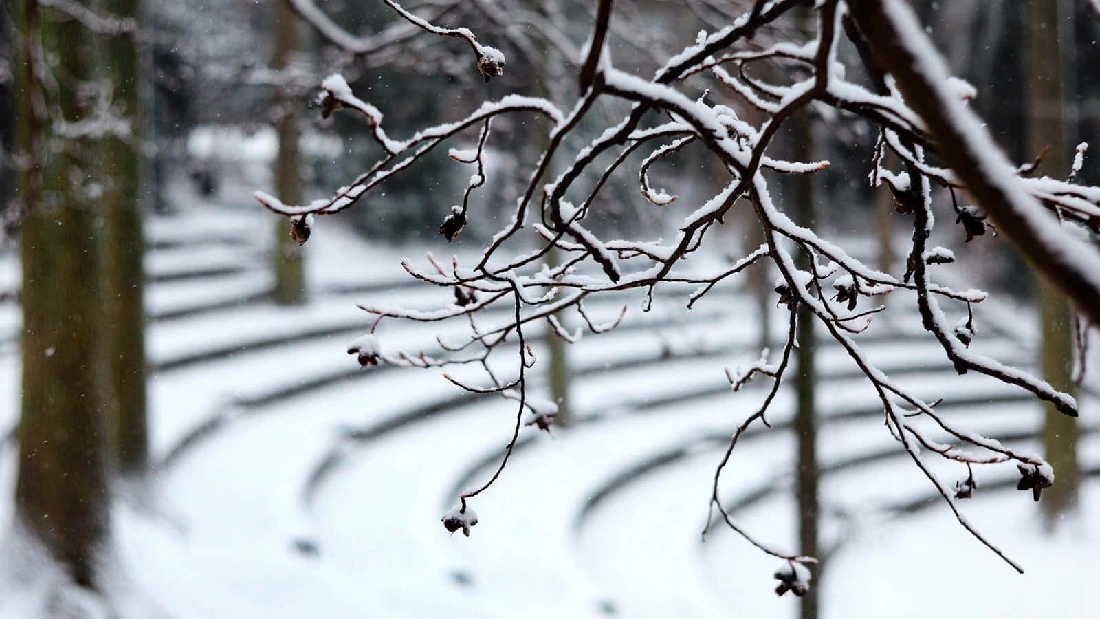 Explore a winter wonderland - Snow Zoom