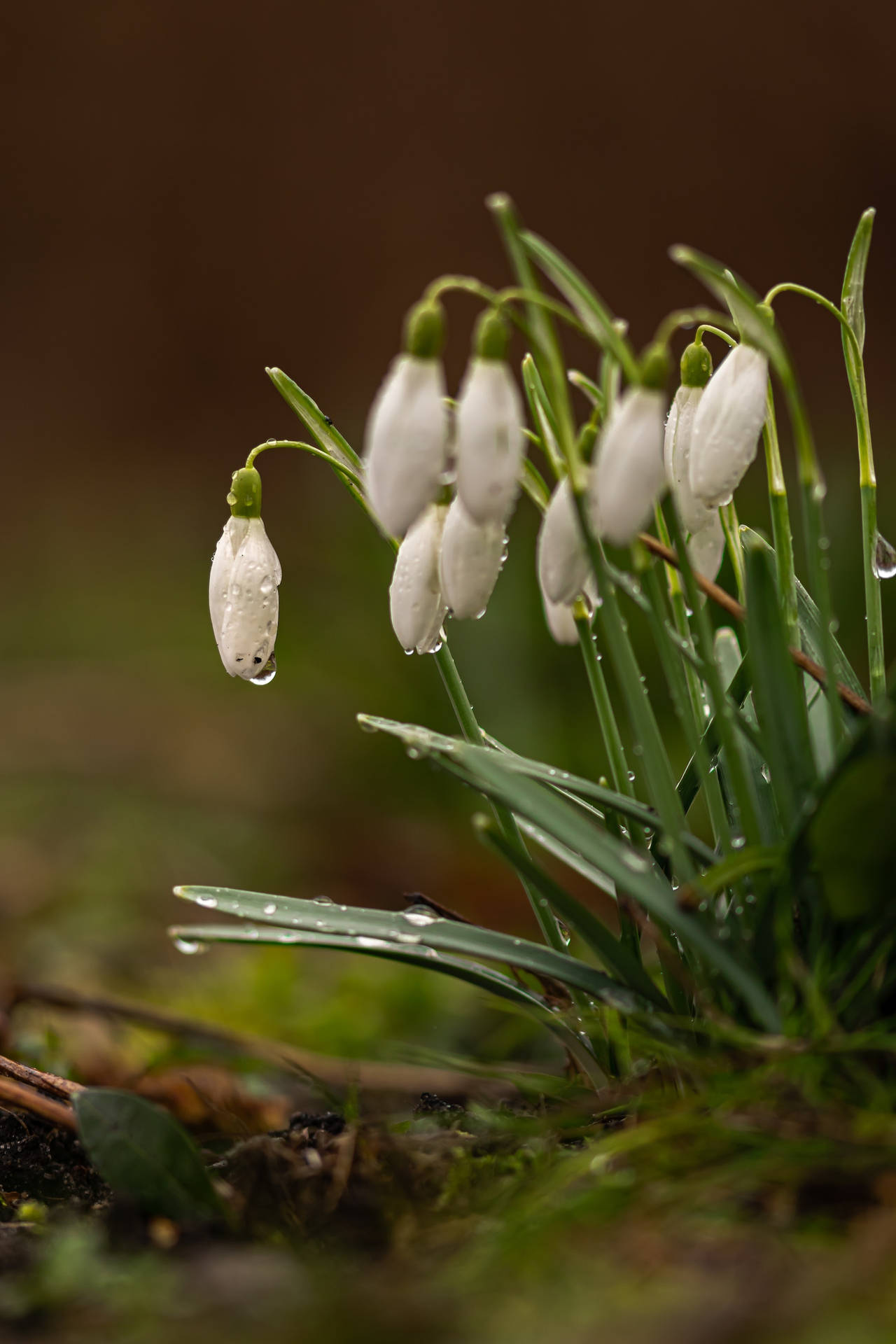 Snowdrop Flower Android Wallpaper