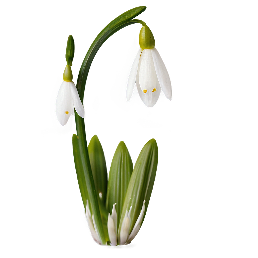 Snowdrop Flower Transparent Png 05252024 PNG