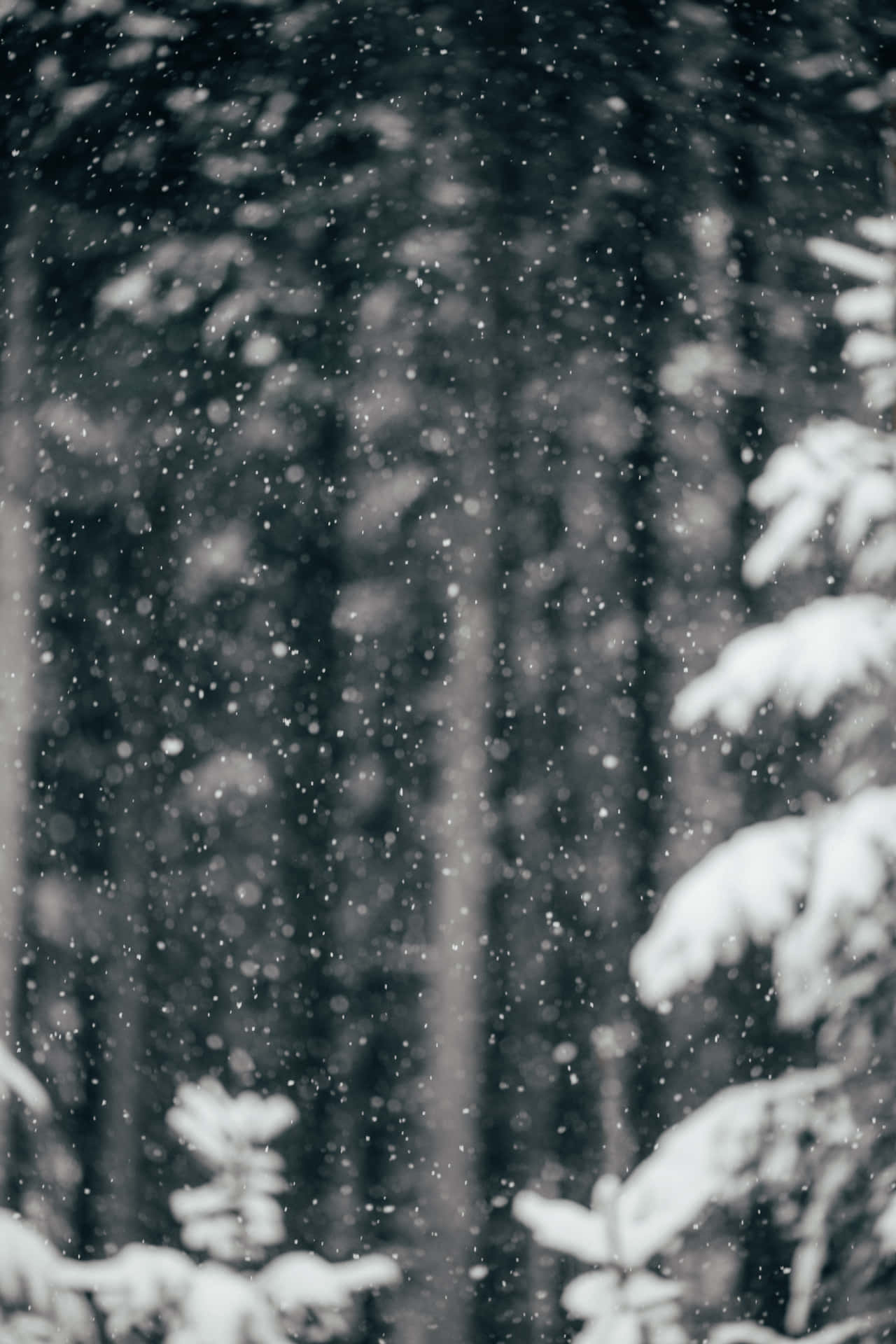 Disfrutade La Belleza Natural Del Invierno Con La Caída De Nieve. Fondo de pantalla