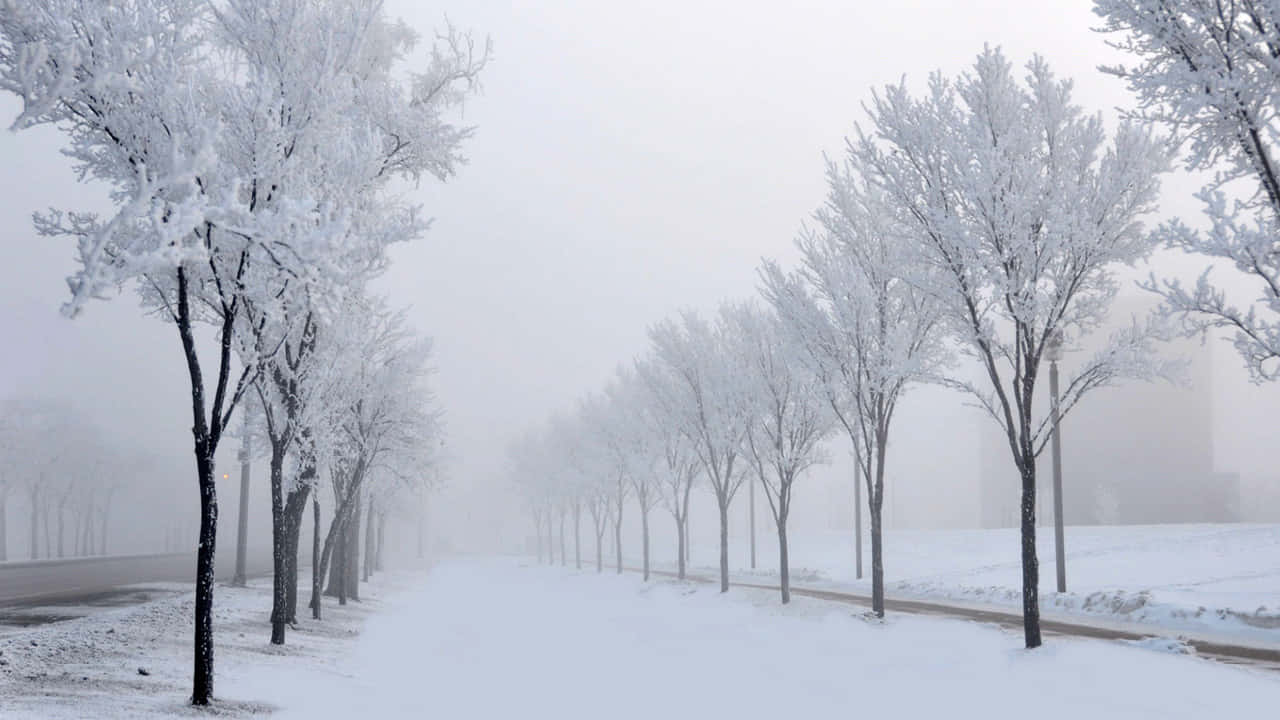 Snowfall Frozen Trees Wallpaper