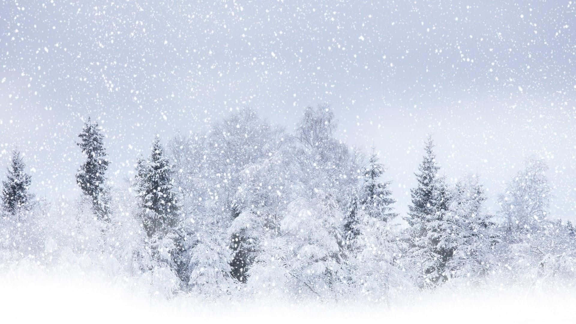 Snowfall White Pine Trees Wallpaper