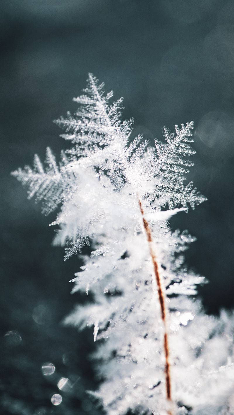 Nyd vinteren med en Snowflake Iphone wallpapers. Wallpaper