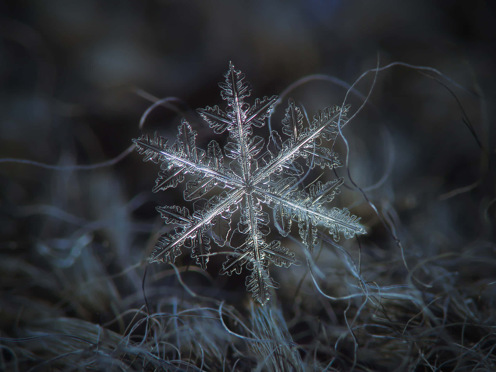 A close-up view of a stunning snowflake
