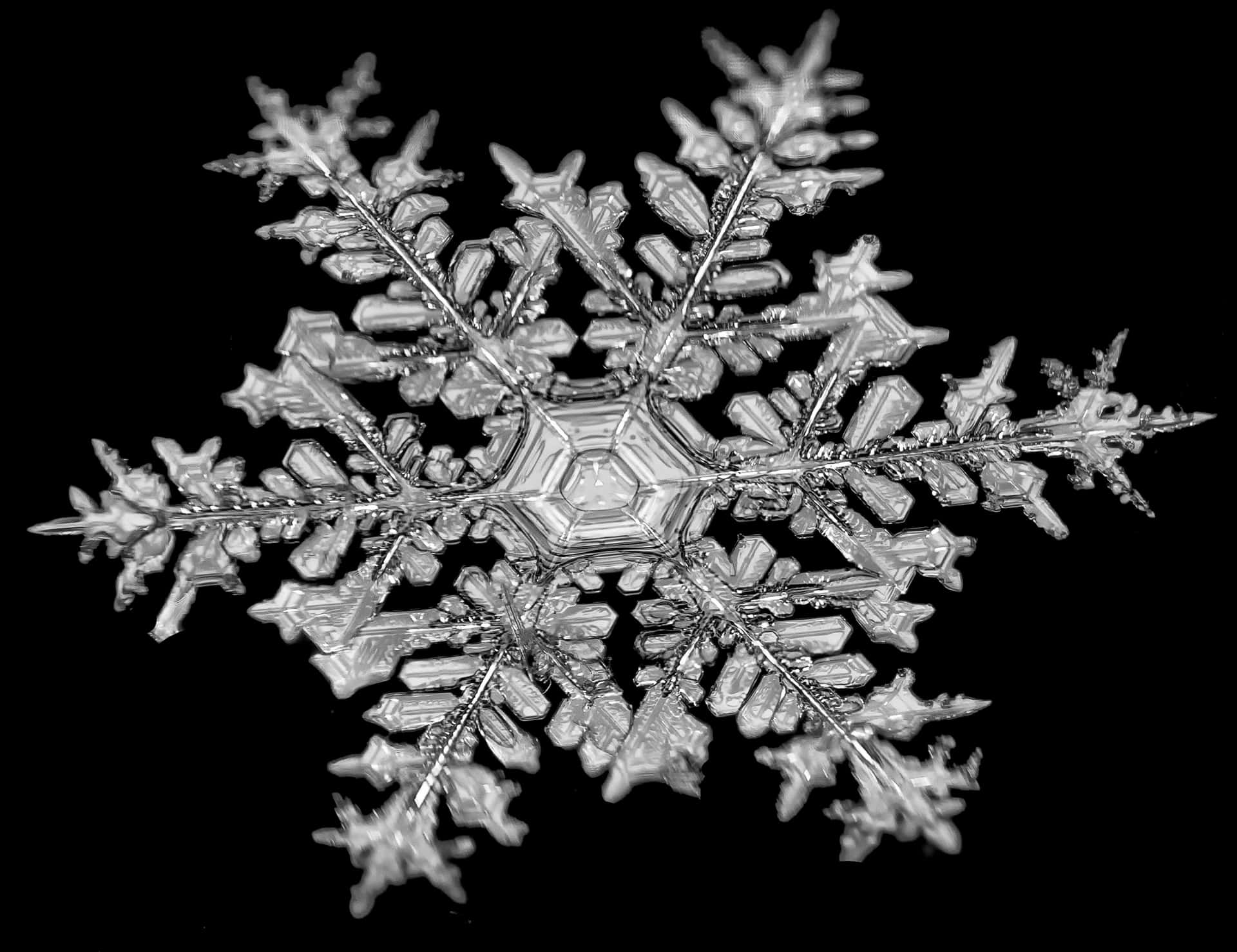 A snowflake sparkles in the light