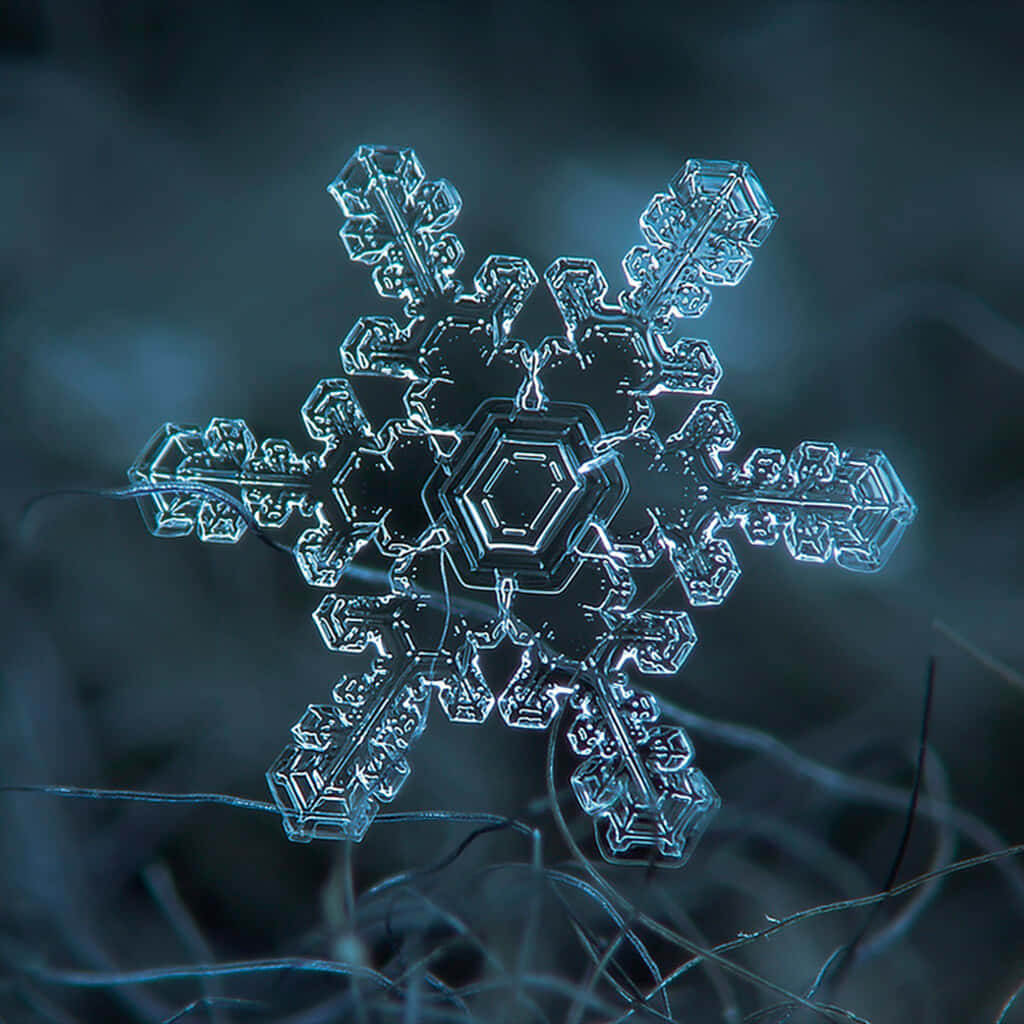 A delicate snowflake
