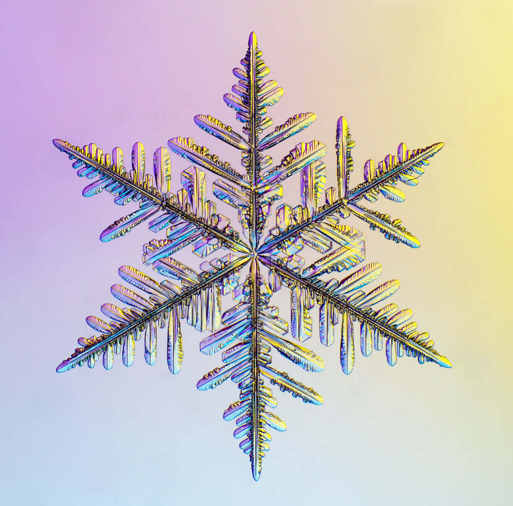 Enjoy the beauty of winter snowflakes