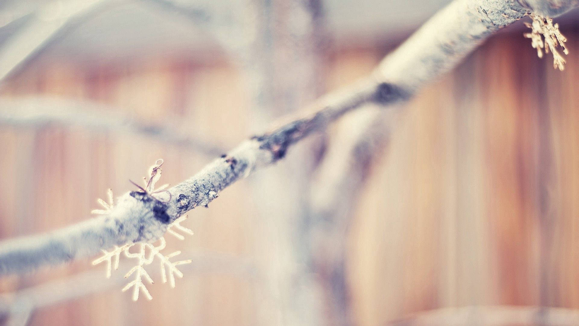 Snowflakes At Tree Branch
